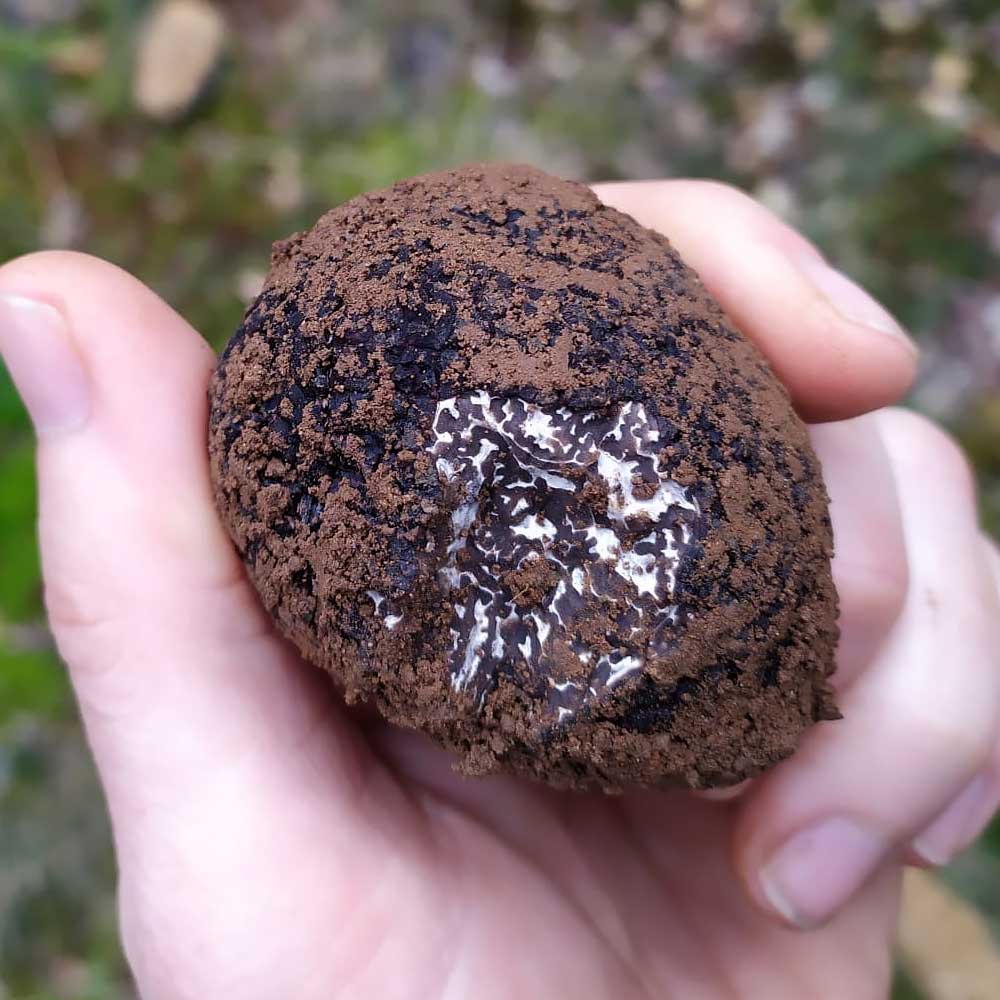 Una trufa negra cubierta de tierra en una mano.