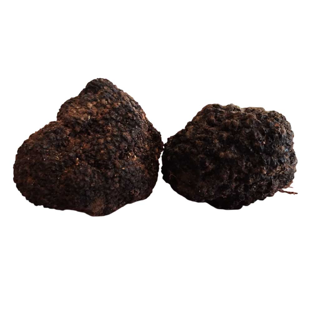 Dos trufas de otoño enteras y negras, con la superficie áspera y rugosa.