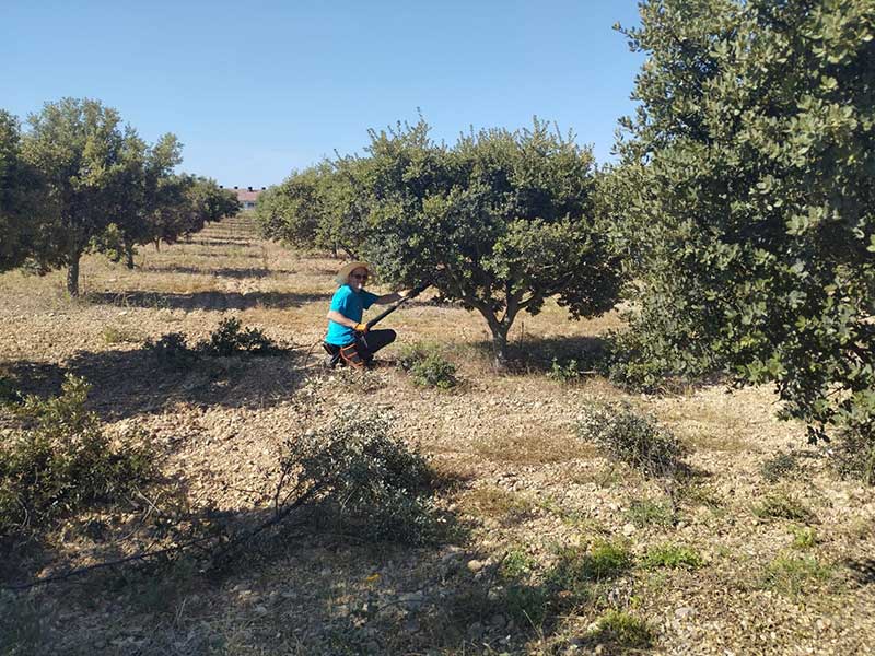 Poda y mantenimiento de encinas en una truficultura.