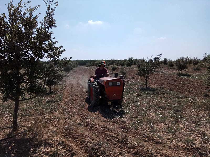 Tractor trabajando la tierra entre hileras de encinas en una plantación de trufas.