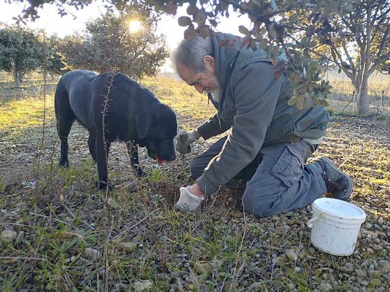 Recolección manual de trufa negra con la ayuda de un perro trufero.