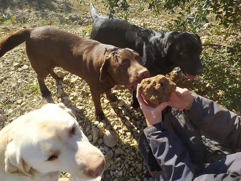 Perros labradores olfateando una trufa recién recolectada en el campo.