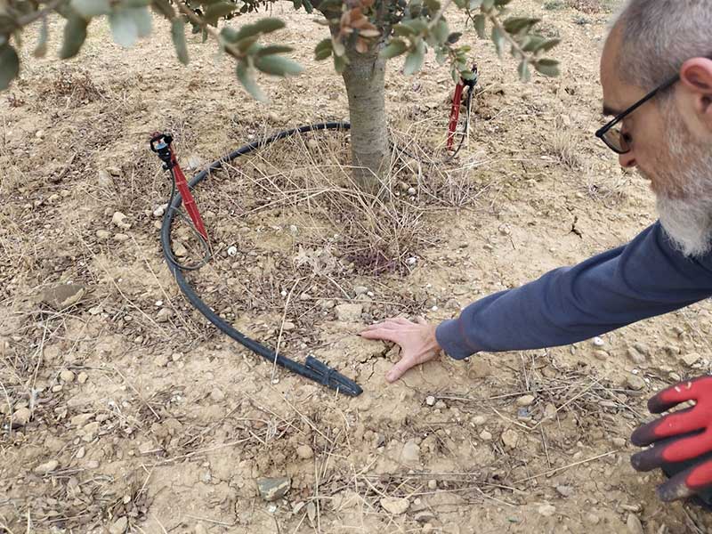 Revisión de microriego en la base de una encina trufera.