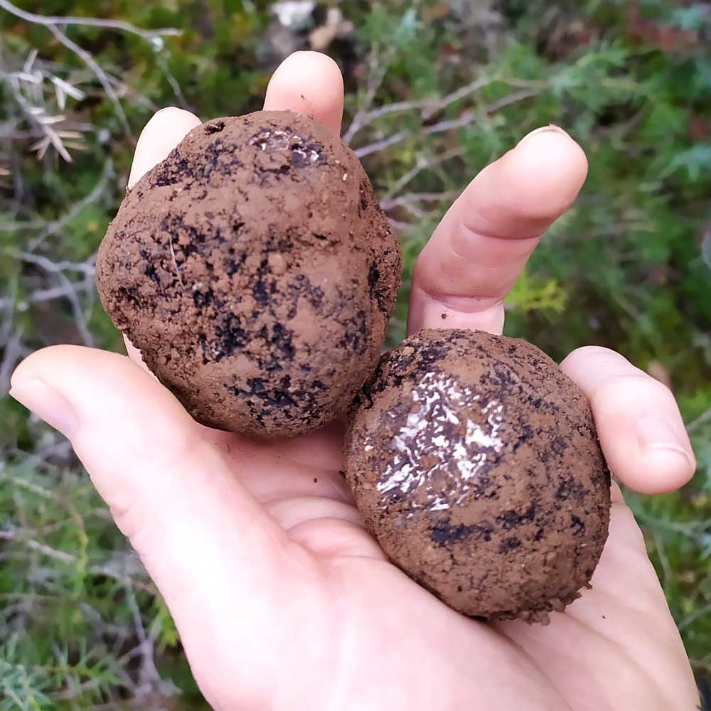 Dos trufas negras sostenidas en una mano.